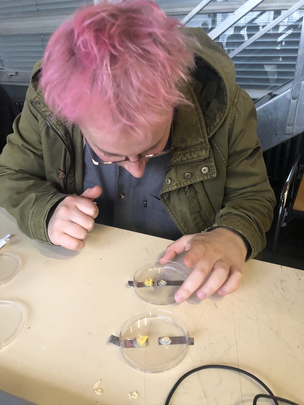 A participant leaning over petri dishes wired with electrodes, examining the slime mould inside.