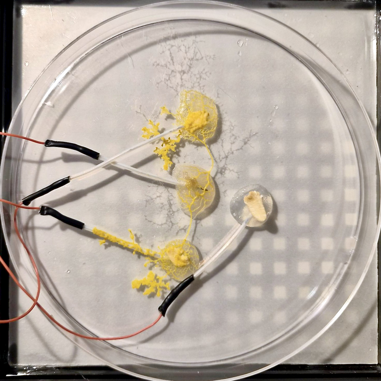 Overhead view of a petri dish on a grid of LEDs. Four electrodes end in agar islands, and bright yellow slime mould has spread in a web of veins across three of them, with finer dried traces fanning out across the agar.